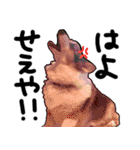 コーギー犬の来夢（ライム）（個別スタンプ：20）