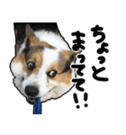 コーギー犬の来夢（ライム）（個別スタンプ：21）