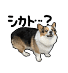 コーギー犬の来夢（ライム）（個別スタンプ：22）