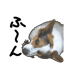コーギー犬の来夢（ライム）（個別スタンプ：23）