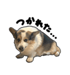 コーギー犬の来夢（ライム）（個別スタンプ：25）