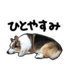 コーギー犬の来夢（ライム）（個別スタンプ：26）