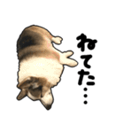 コーギー犬の来夢（ライム）（個別スタンプ：27）