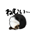 コーギー犬の来夢（ライム）（個別スタンプ：28）