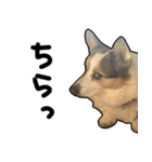 コーギー犬の来夢（ライム）（個別スタンプ：30）