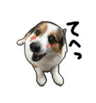 コーギー犬の来夢（ライム）（個別スタンプ：31）