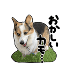 コーギー犬の来夢（ライム）（個別スタンプ：32）