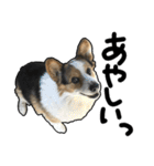 コーギー犬の来夢（ライム）（個別スタンプ：33）