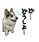 コーギー犬の来夢（ライム）（個別スタンプ：34）
