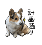 コーギー犬の来夢（ライム）（個別スタンプ：35）