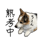 コーギー犬の来夢（ライム）（個別スタンプ：36）