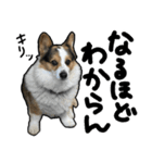 コーギー犬の来夢（ライム）（個別スタンプ：37）