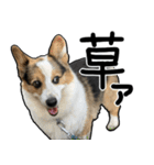 コーギー犬の来夢（ライム）（個別スタンプ：39）
