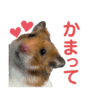 ひじきとなのちゃん（個別スタンプ：6）