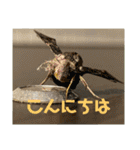 虫スタンプ2（個別スタンプ：3）