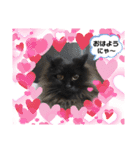 黒猫リリィースタンプ（個別スタンプ：1）