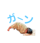 げんげんげんじ！（個別スタンプ：16）