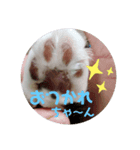 肉球だぞ！（個別スタンプ：1）