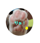 肉球だぞ！（個別スタンプ：2）