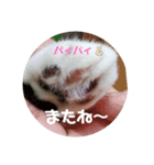 肉球だぞ！（個別スタンプ：4）