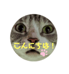 肉球だぞ！（個別スタンプ：5）
