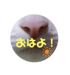 肉球だぞ！（個別スタンプ：6）
