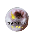 肉球だぞ！（個別スタンプ：8）