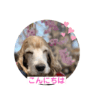 イングリッシュコッカーのゆらたん2（個別スタンプ：2）