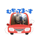 イングリッシュコッカーのゆらたん2（個別スタンプ：17）