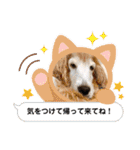 イングリッシュコッカーのゆらたん2（個別スタンプ：20）