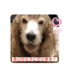 イングリッシュコッカーのゆらたん2（個別スタンプ：28）