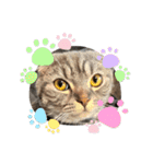 ぽこぽこねこすたんぷ⑦（個別スタンプ：1）