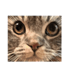 ぽこぽこねこすたんぷ⑦（個別スタンプ：3）