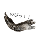 ぽこぽこねこすたんぷ⑦（個別スタンプ：4）