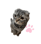 ぽこぽこねこすたんぷ⑦（個別スタンプ：10）
