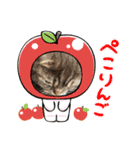 ぽこぽこねこすたんぷ⑦（個別スタンプ：11）