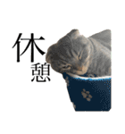 ぽこぽこねこすたんぷ⑦（個別スタンプ：12）
