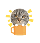 ぽこぽこねこすたんぷ⑦（個別スタンプ：13）