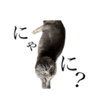ぽこぽこねこすたんぷ⑦（個別スタンプ：14）