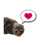 ぽこぽこねこすたんぷ⑦（個別スタンプ：16）