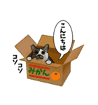 保護猫スタンプ 怖がりポルコ（個別スタンプ：1）