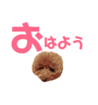 トイプーmintoのスタンプ3✨（個別スタンプ：1）