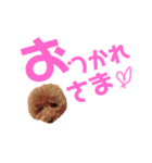 トイプーmintoのスタンプ3✨（個別スタンプ：5）