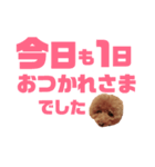トイプーmintoのスタンプ3✨（個別スタンプ：8）