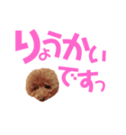 トイプーmintoのスタンプ3✨（個別スタンプ：10）