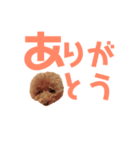 トイプーmintoのスタンプ3✨（個別スタンプ：13）