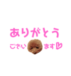トイプーmintoのスタンプ3✨（個別スタンプ：14）