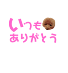 トイプーmintoのスタンプ3✨（個別スタンプ：15）