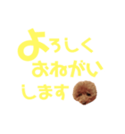 トイプーmintoのスタンプ3✨（個別スタンプ：19）