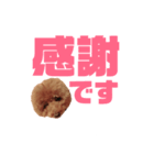トイプーmintoのスタンプ3✨（個別スタンプ：20）